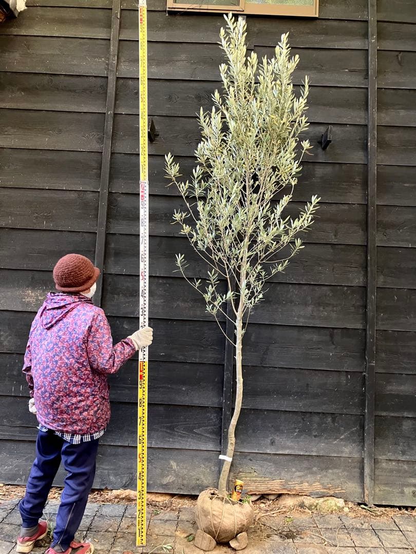 2 オリーブの木　シプレッシーノ