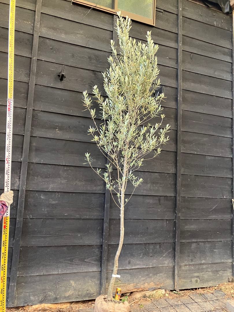 2 オリーブの木　シプレッシーノ