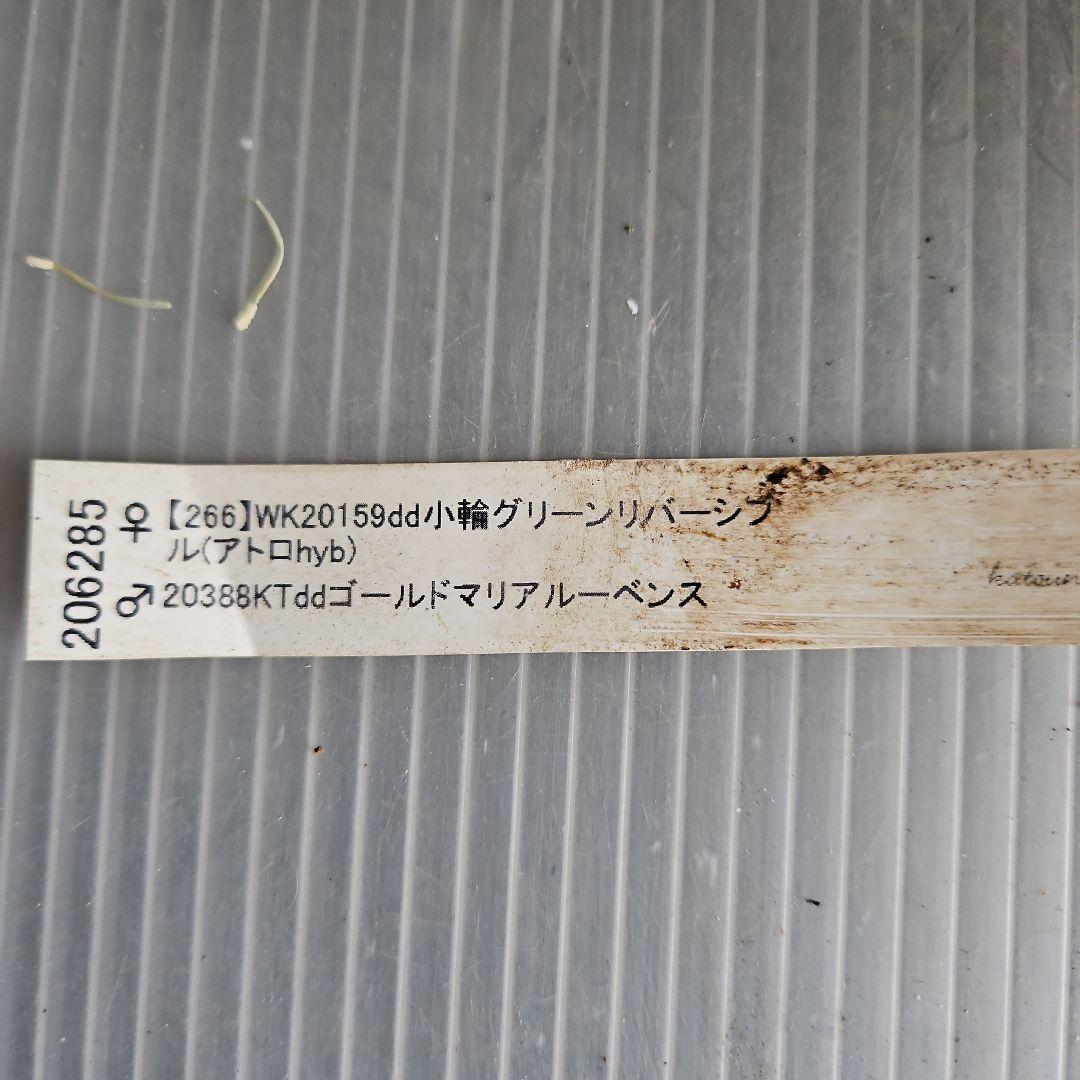 謙信様お取り置き苗㉖-442クリスマスローズ