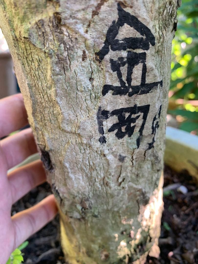 希少！超特大！レンブ取木苗木 台湾黑金剛 蓮霧