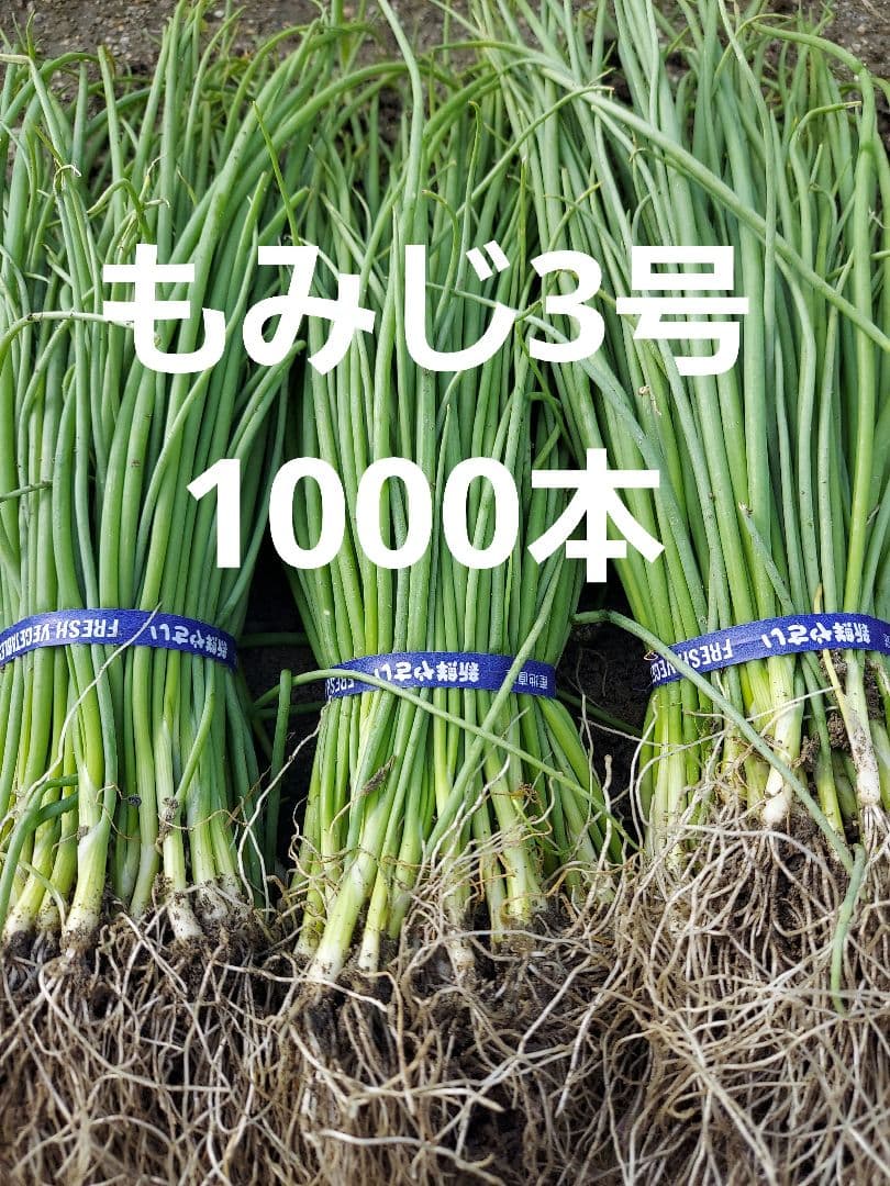 もみじ3号苗 1000本