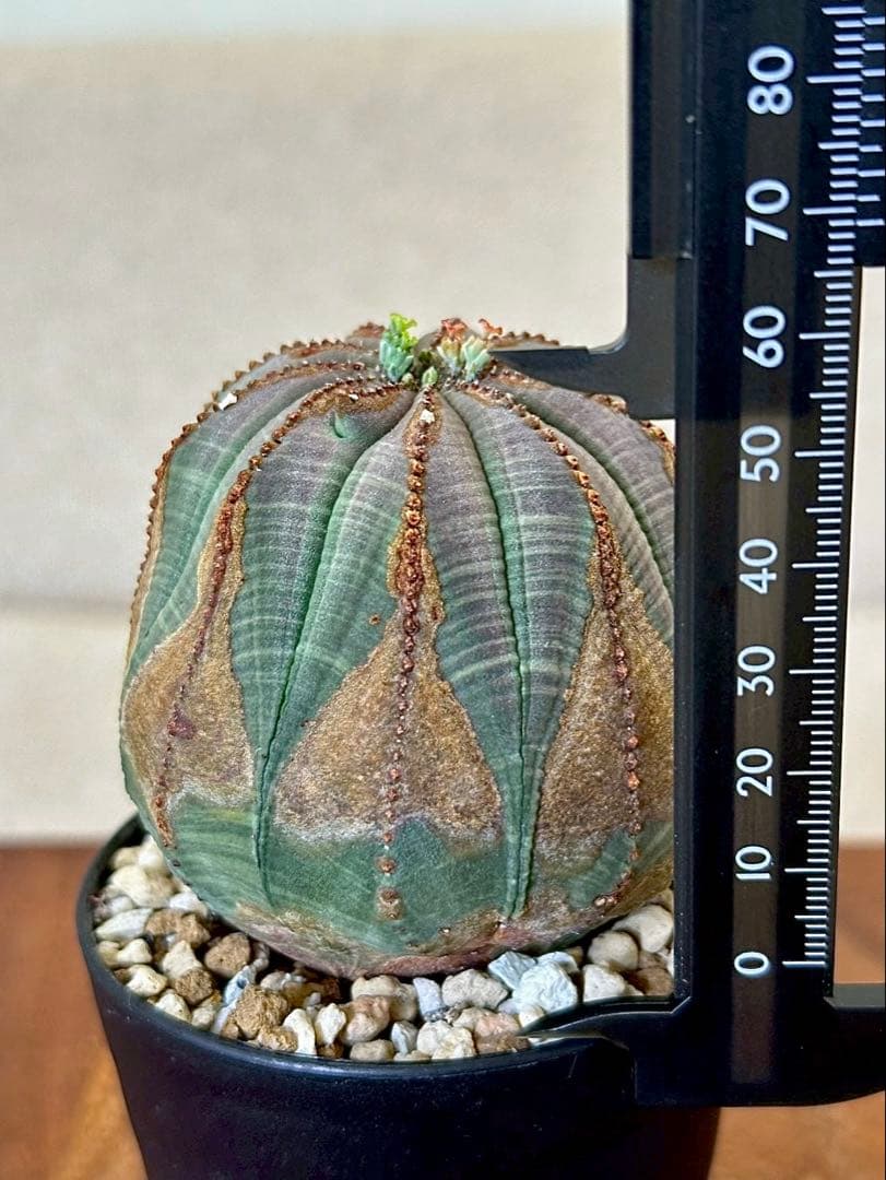 ユーフォルビア オベサ 幅7㎝ 木質化