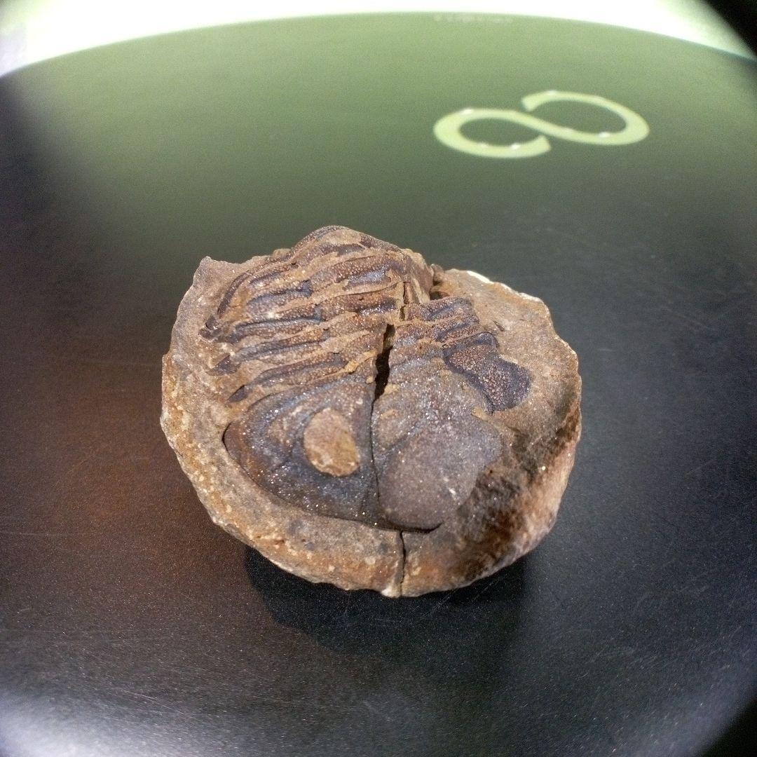 三葉虫　化石　fossil　ボリビア産　trilobite　三葉虫判別➁