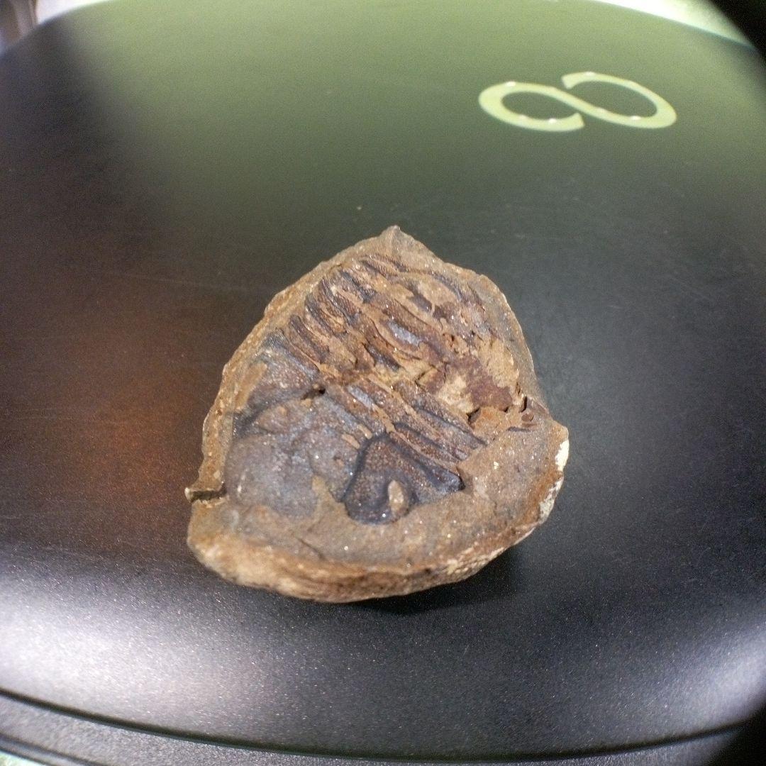 三葉虫　化石　fossil　ボリビア産　trilobite　三葉虫判別➁