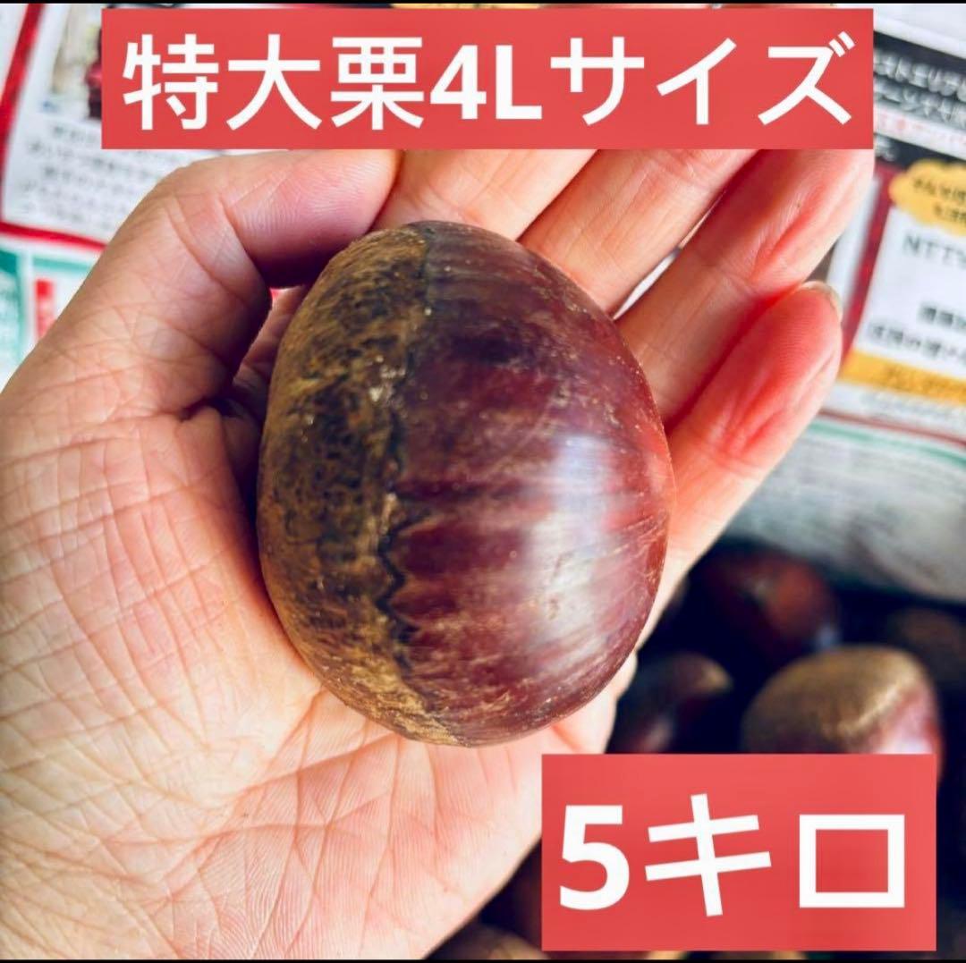 特大粒　4L生栗　無農薬　約5kg