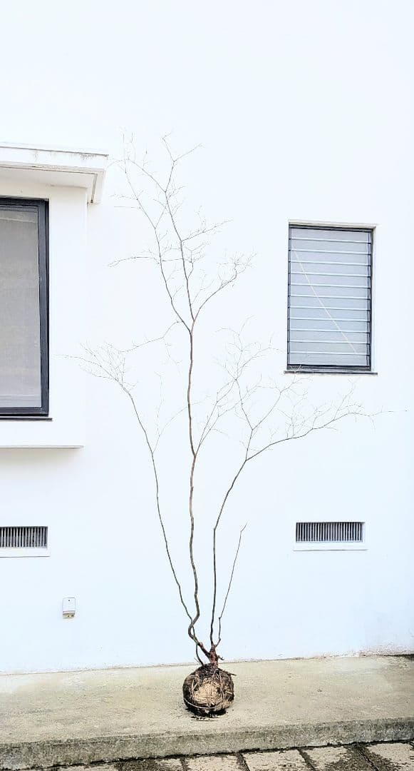 HIME_01_17さま。。山採りコハウチワカエデ。