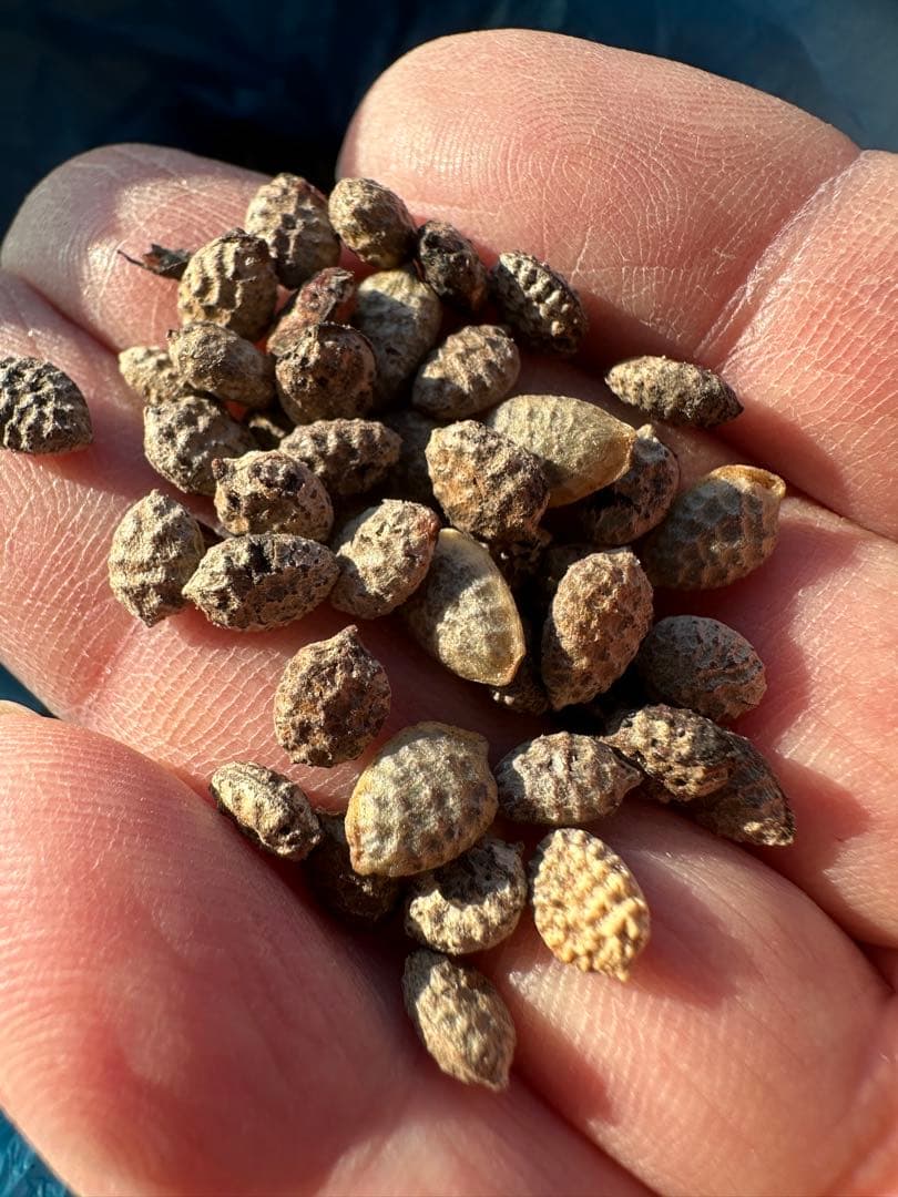 アデニア　ペチュエリー　種子　5個