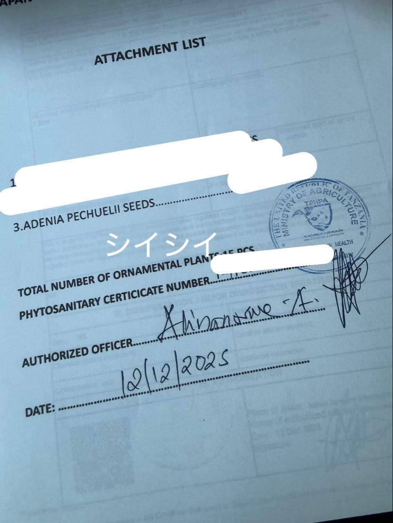 アデニア　ペチュエリー　種子　5個