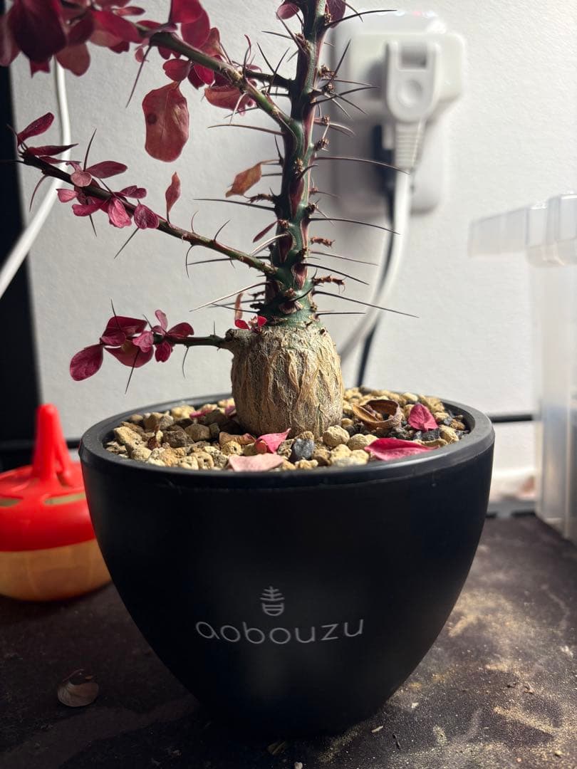 フォークイエリア ファシクラータ 実生　aobouzu