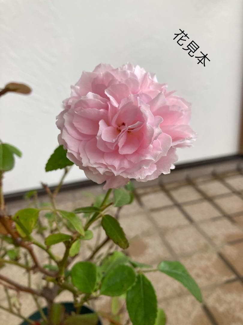 バラ苗　ポンポン咲 落葉中です　調整中