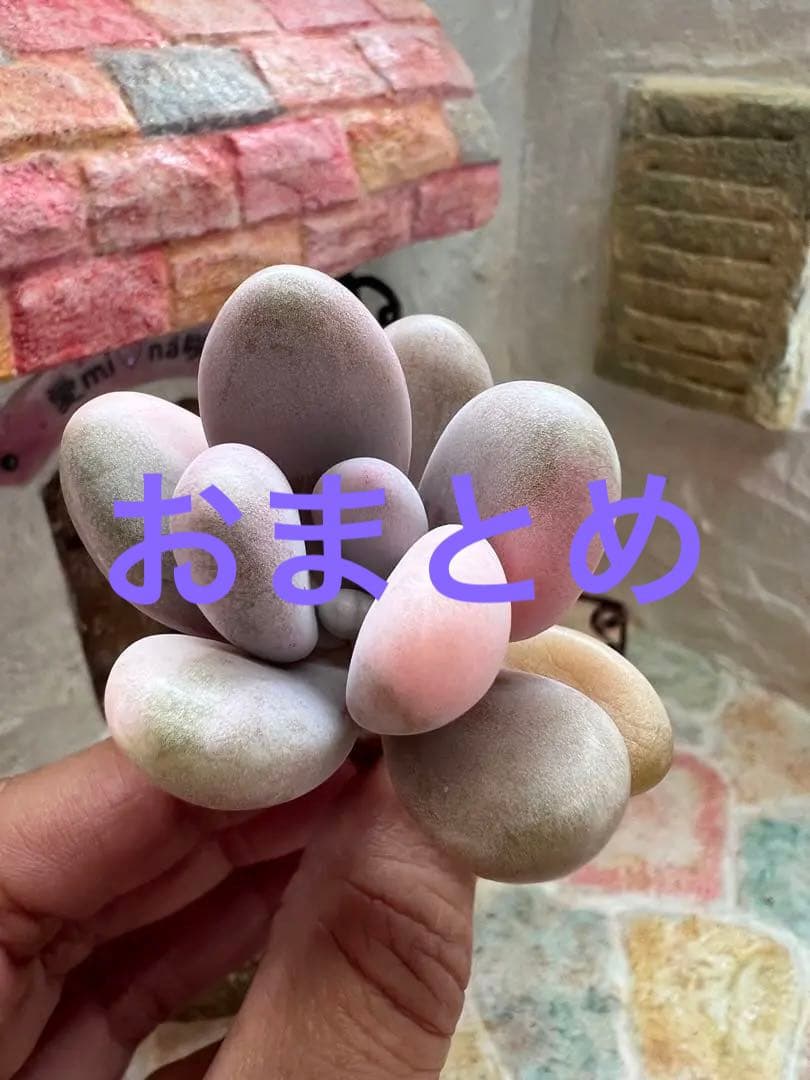 アメチスチヌム錦【特定記録付】