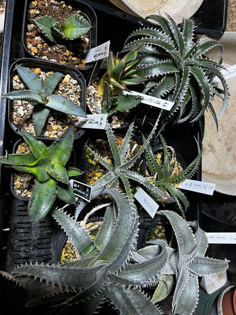 モト　アガベ　ディッキアセット