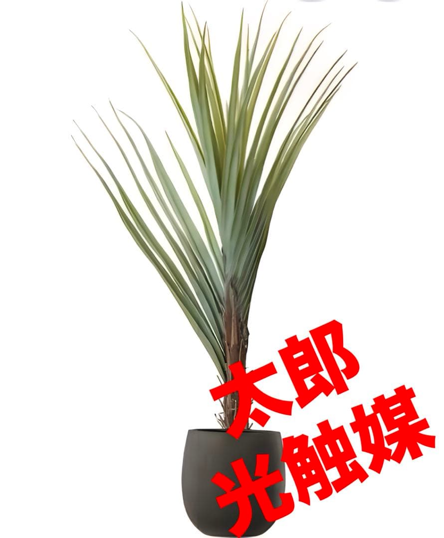 光触媒　人工観葉植物　ウォールグリーン　フェイクグリーン　アガベテナータpt