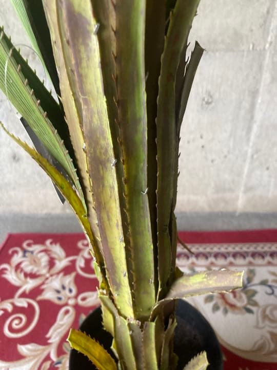 光触媒　人工観葉植物　ウォールグリーン　フェイクグリーン　アガベテナータpt