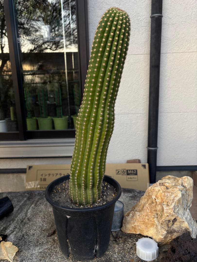 【開花株】多肉植物　花サボテン　河岸