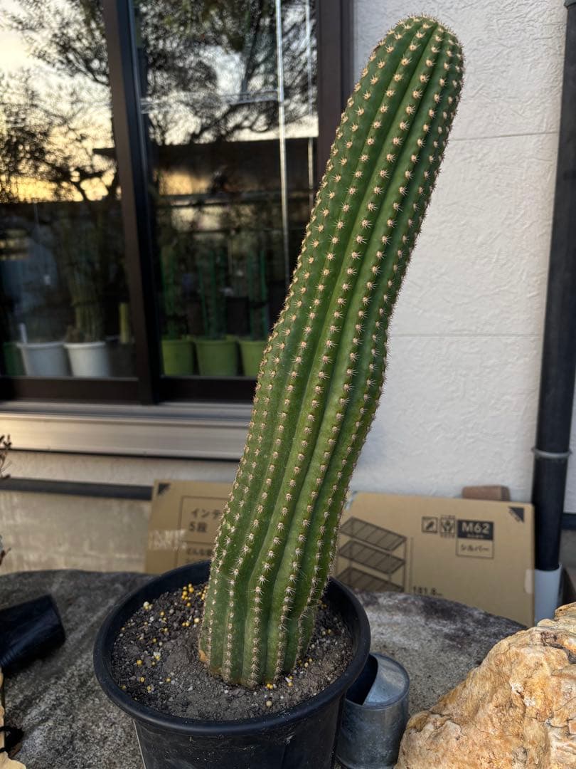 【開花株】多肉植物　花サボテン　河岸