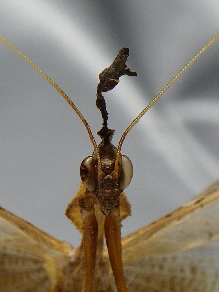 ゴーストマンティス／ペア　立体標本