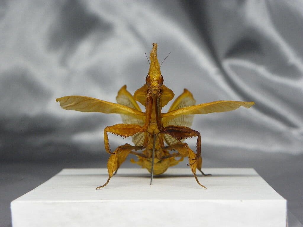 ゴーストマンティス／ペア　立体標本