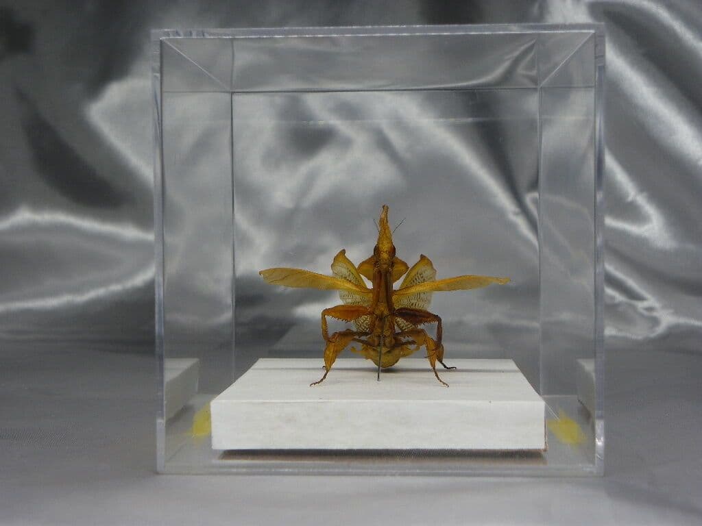 ゴーストマンティス／ペア　立体標本