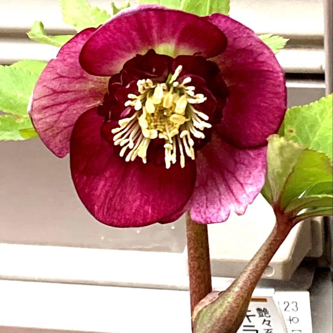 クリスマスローズ開花株 加藤農園　キラメキ⭐︎モーリー