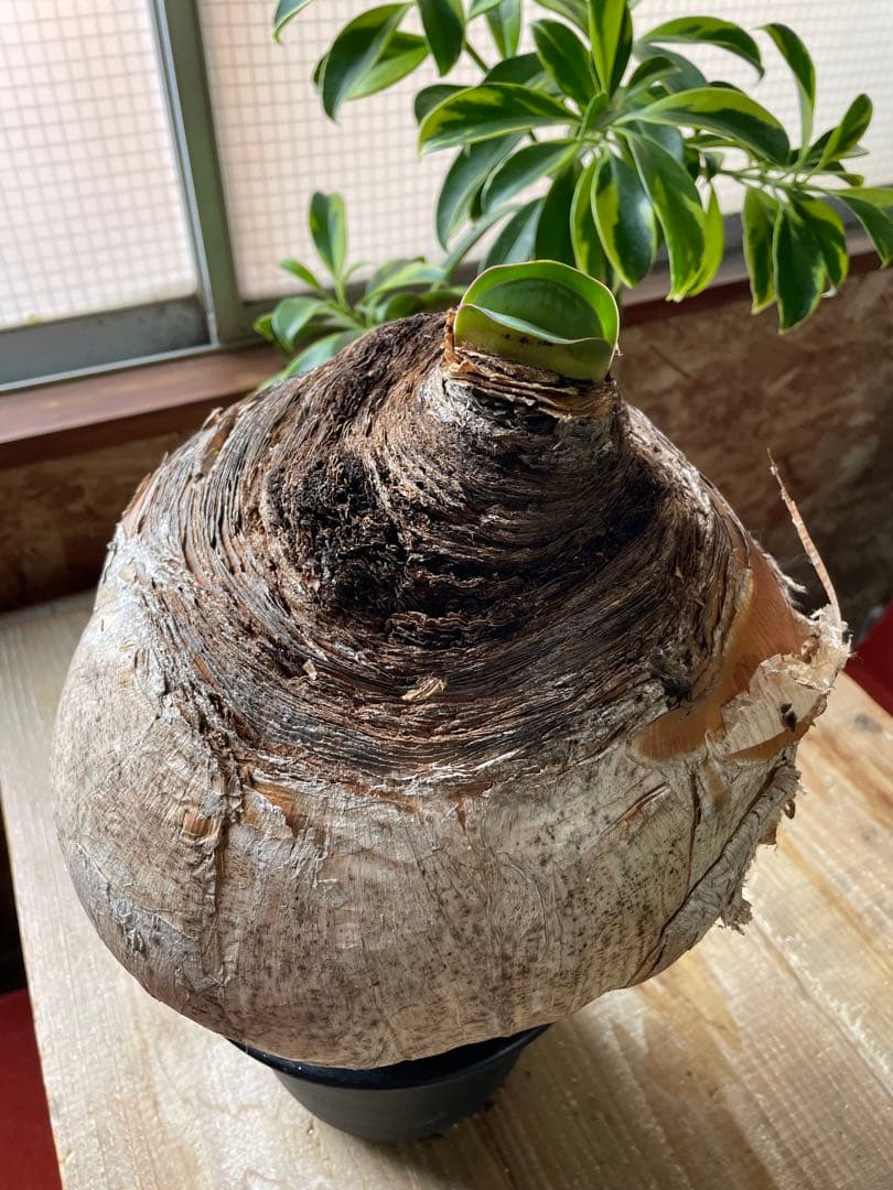 Boophane haemanthoides ブーファン・ハエマンソイデス