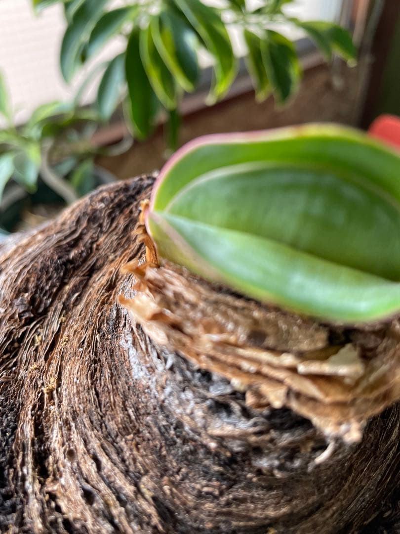 Boophane haemanthoides ブーファン・ハエマンソイデス