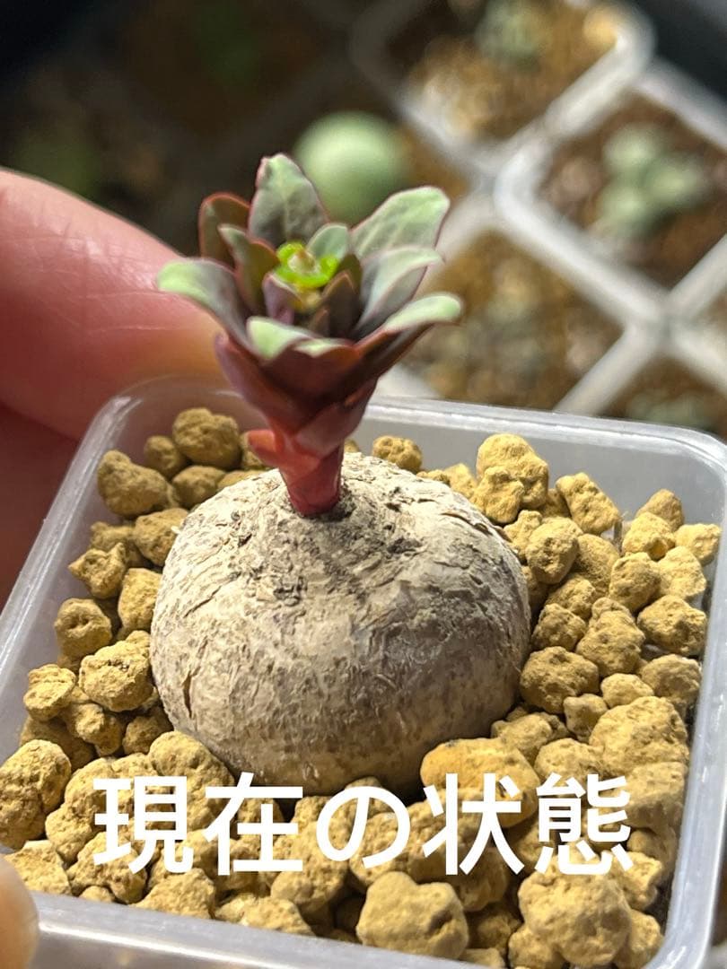 佐藤マリア様　取り置き ユーフォルビア　薔薇大戟　　塊根