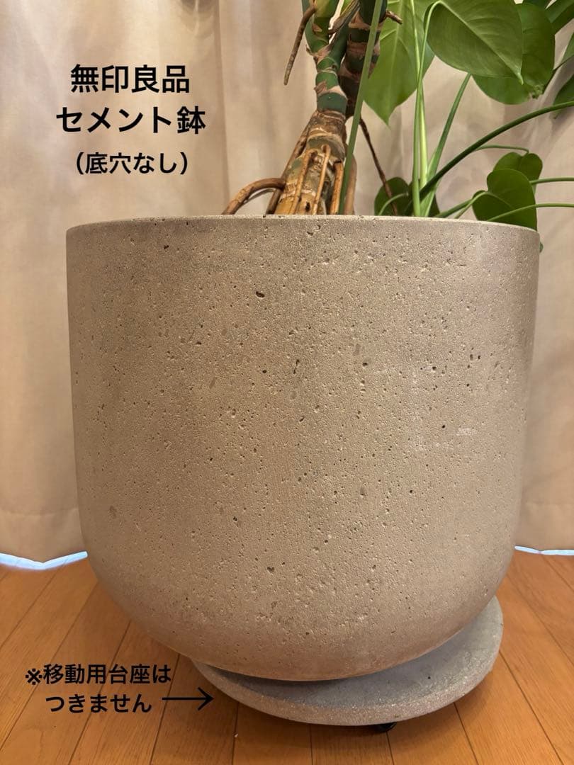 大型幹上がりモンステラ＆無印良品セメント鉢セット