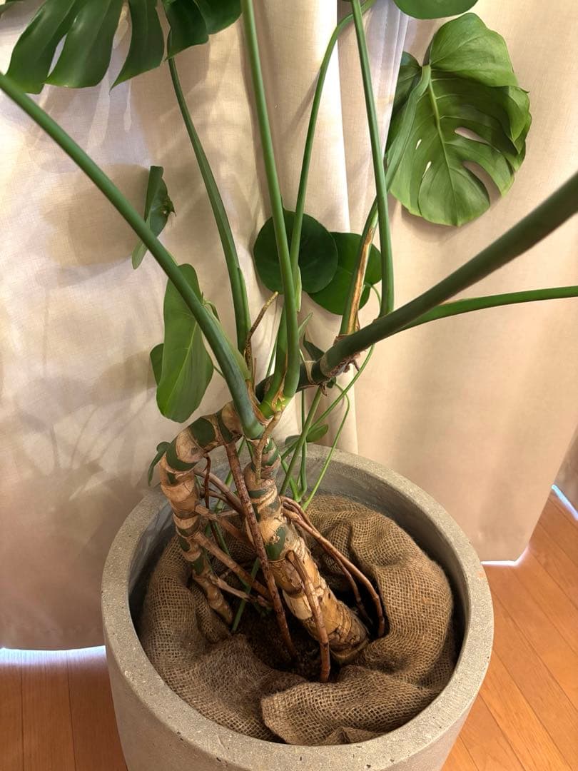 大型幹上がりモンステラ＆無印良品セメント鉢セット