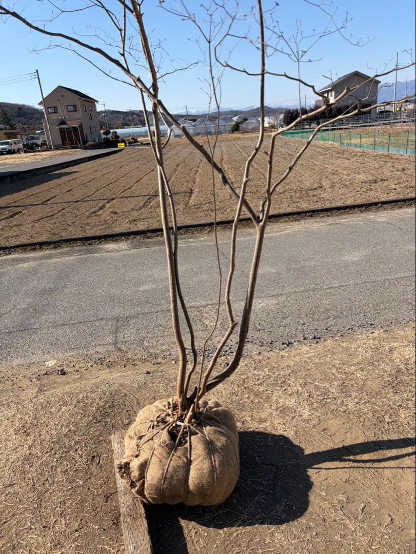 山採り ヤマツツジ 自然樹形