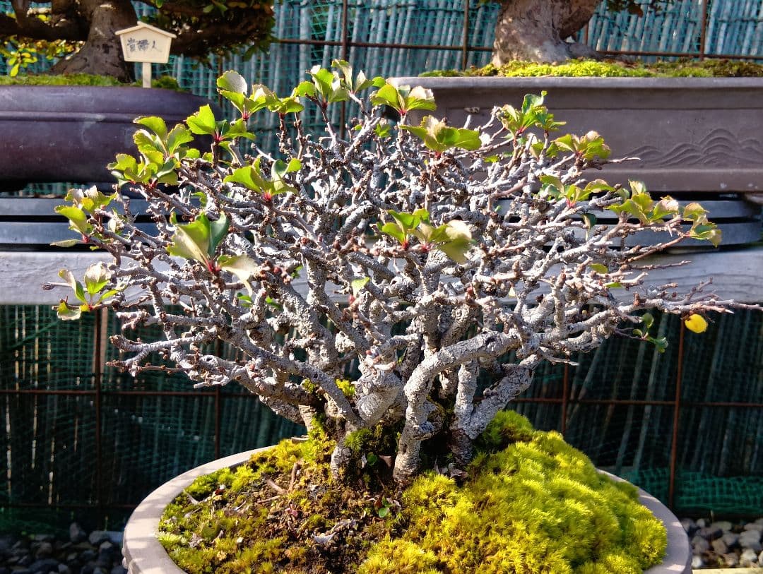 長寿梅‼️赤花‼️値下げ