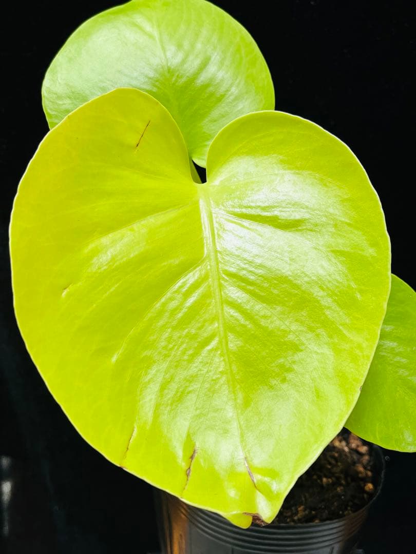 モンステラ　デリシオーサ ‘Triple Yellow’ 新種　黄金葉