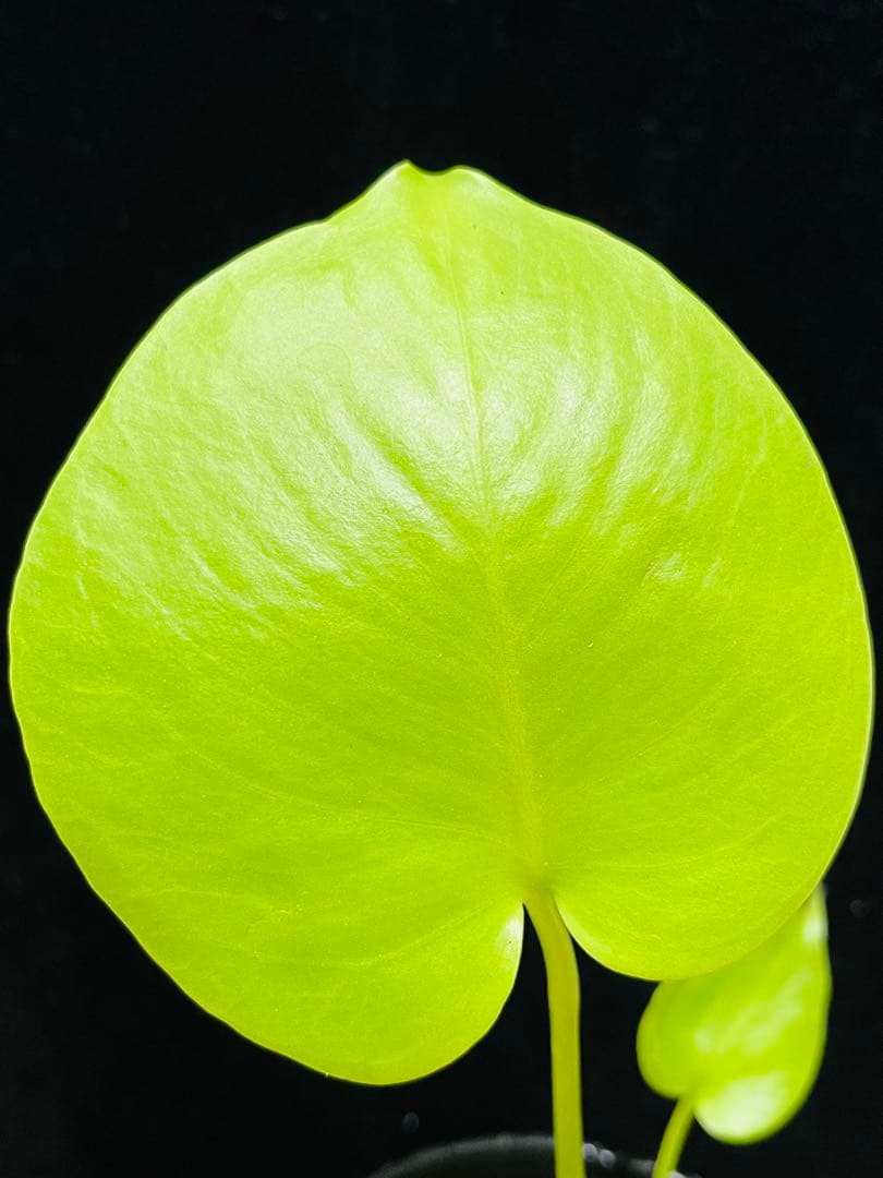 モンステラ　デリシオーサ ‘Triple Yellow’ 新種　黄金葉
