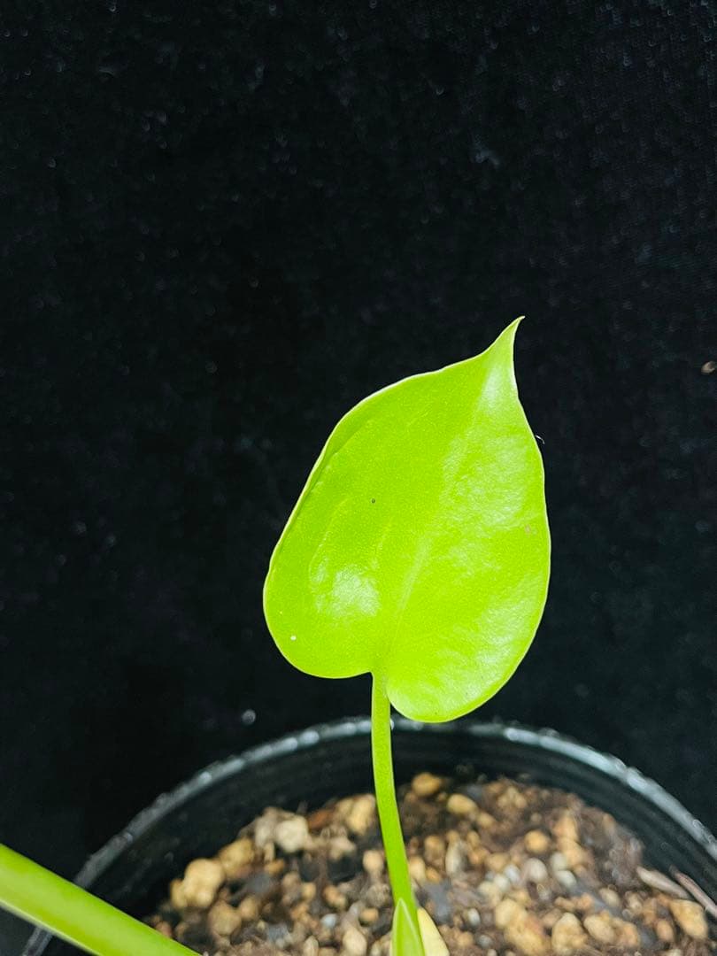 モンステラ　デリシオーサ ‘Triple Yellow’ 新種　黄金葉