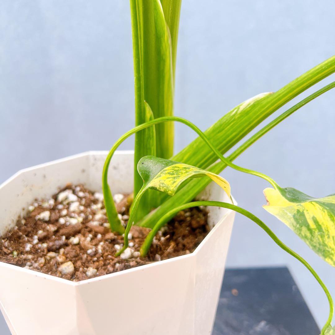 現品　モンステラ　オーレア　マルマラータ　89番　斑入り　希少　レア　観葉植物