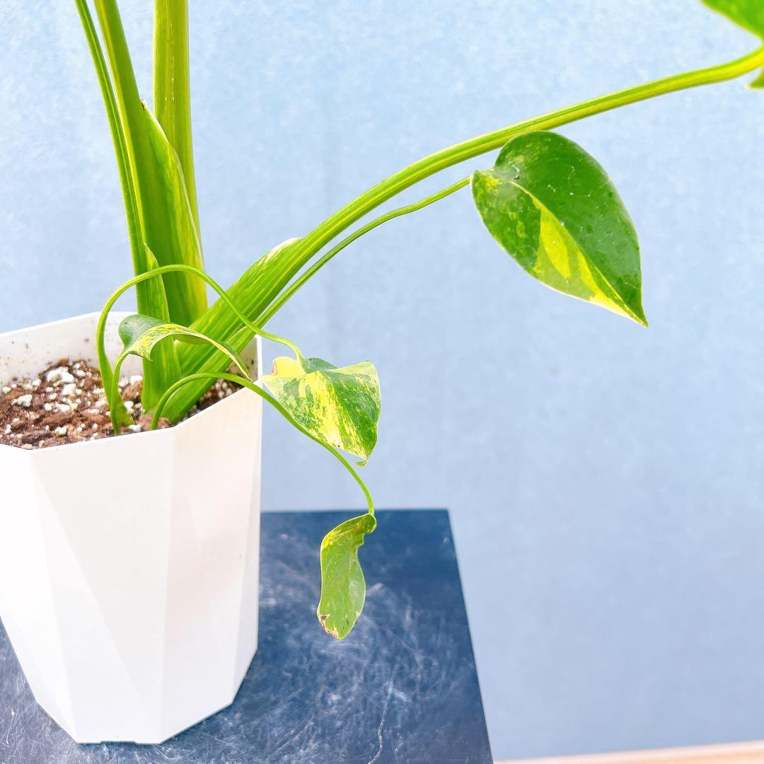 現品　モンステラ　オーレア　マルマラータ　89番　斑入り　希少　レア　観葉植物