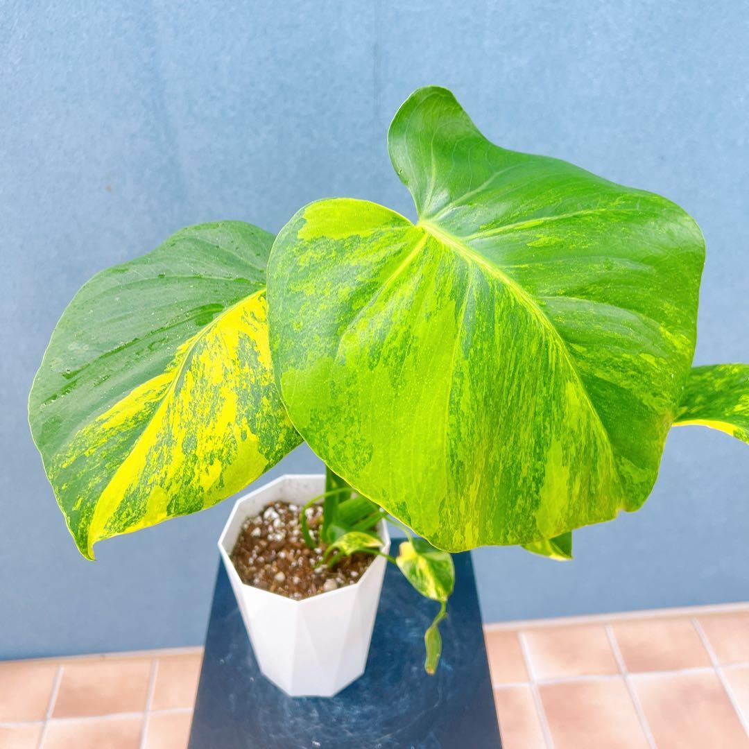 現品　モンステラ　オーレア　マルマラータ　89番　斑入り　希少　レア　観葉植物