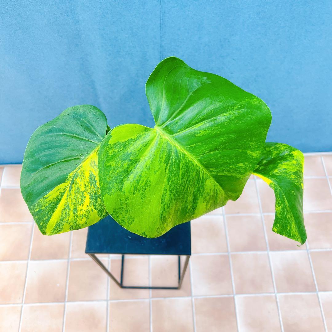 現品　モンステラ　オーレア　マルマラータ　89番　斑入り　希少　レア　観葉植物