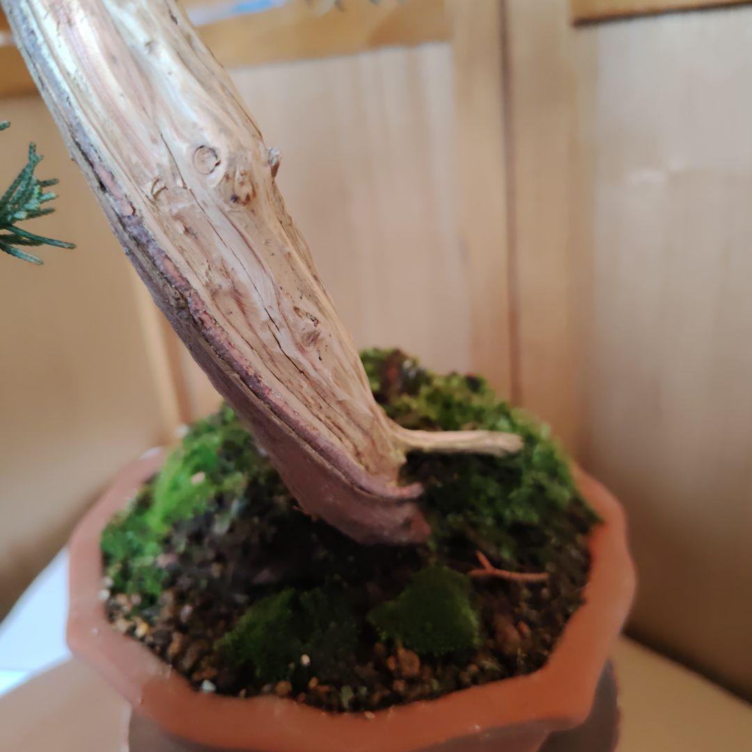 紀州真柏Ａ 朱泥木瓜鉢 金慶堂造