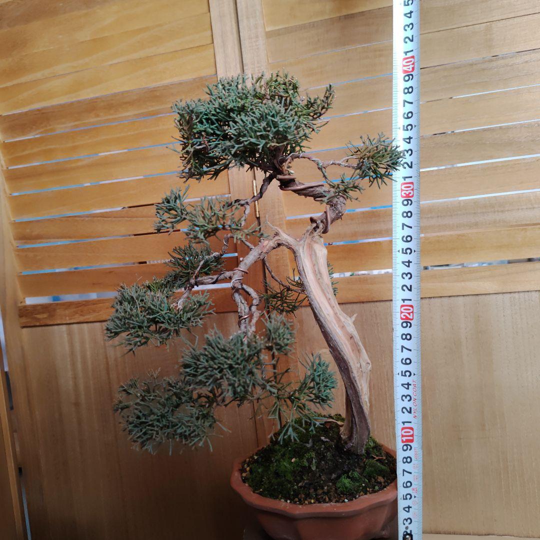 紀州真柏Ａ 朱泥木瓜鉢 金慶堂造