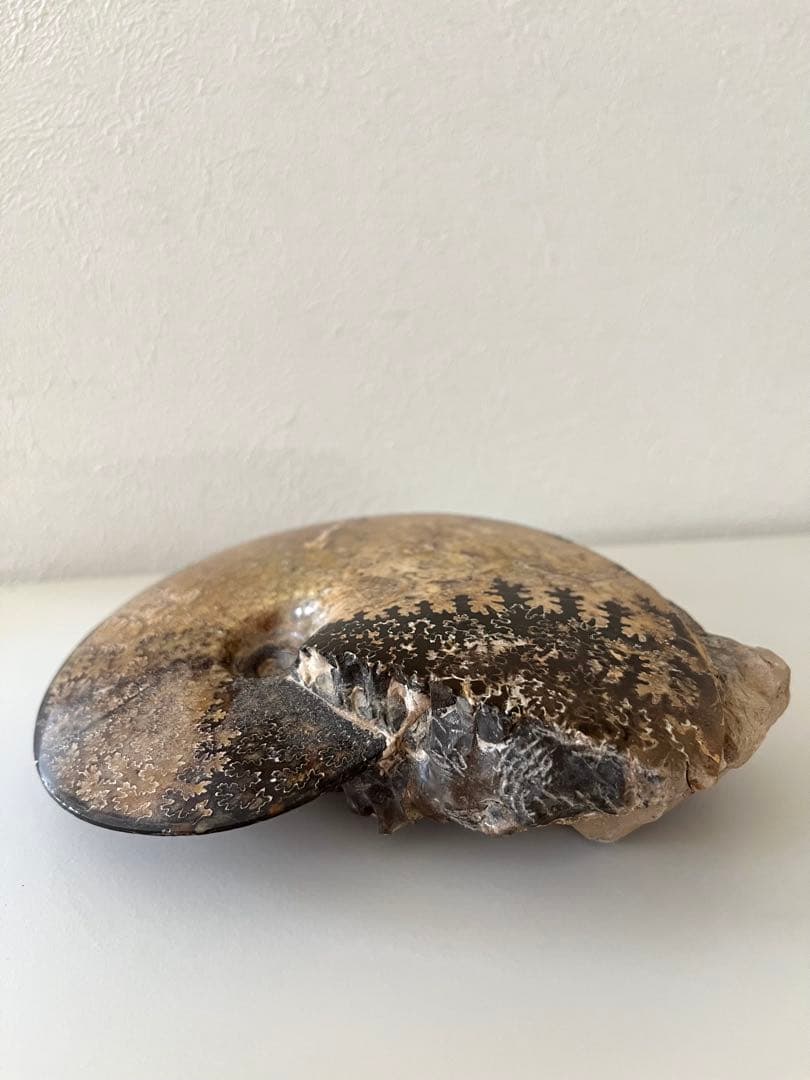 美品アンモナイト化石　菊石　レア15.5cm