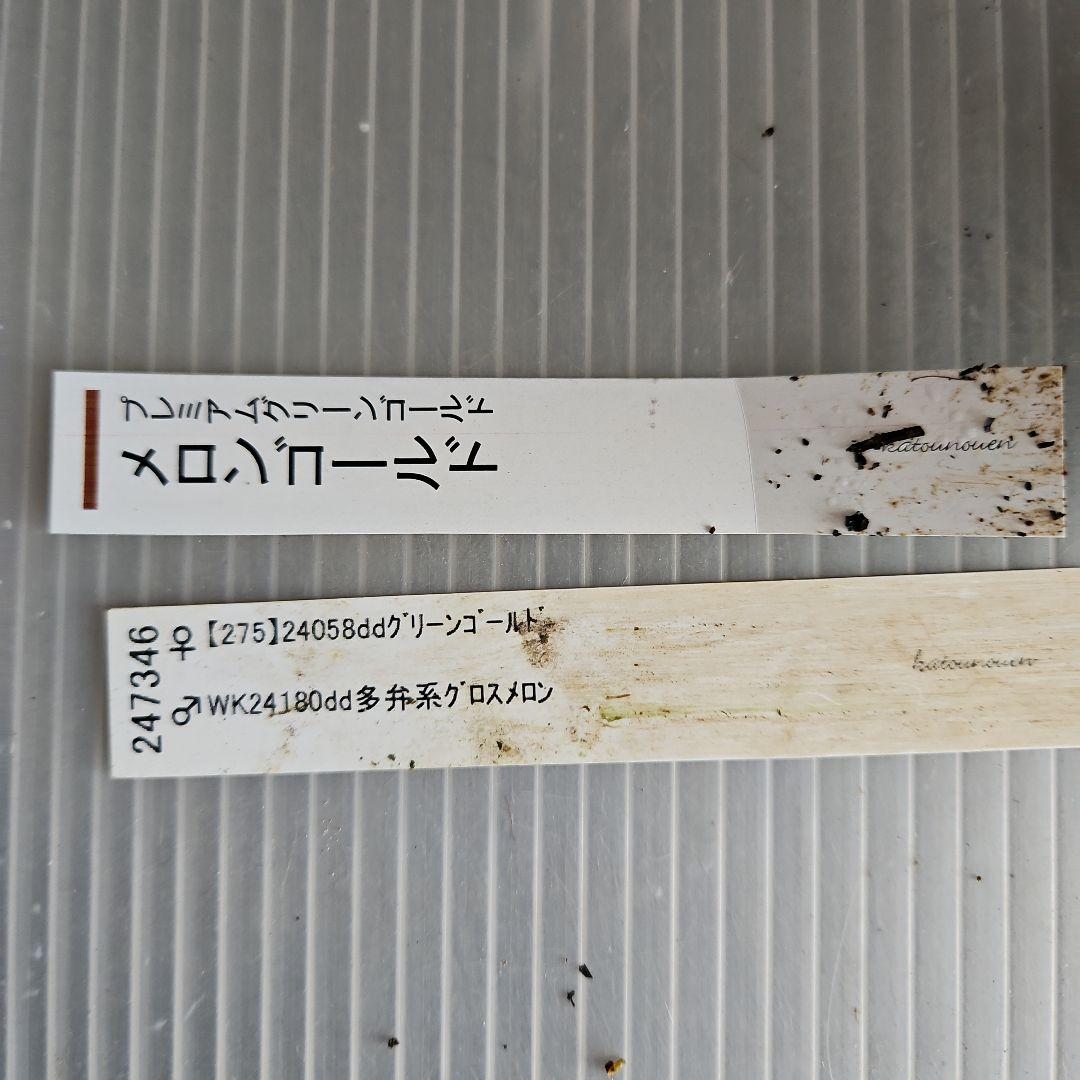 謙信様ご確認苗㉖-434クリスマスローズ