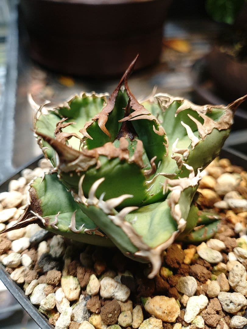 アガベ クラウン 子株2個付き メルカリ便