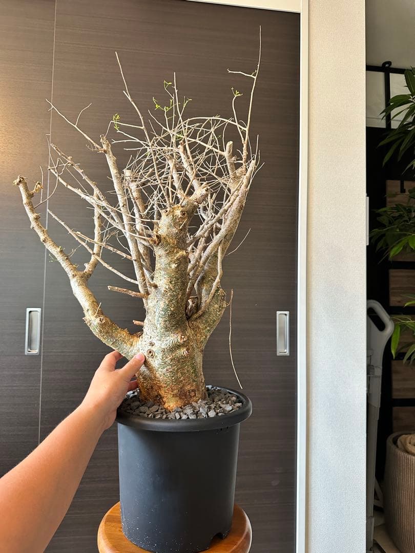 n*o様 超特大 コミフォラ フンベルティ Commiphora Humbert