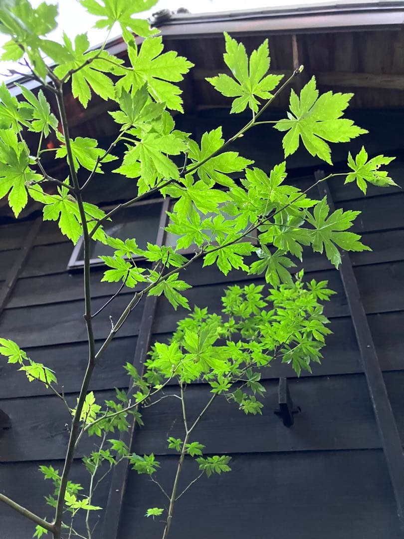 40 山採り　ヤマモミジ
