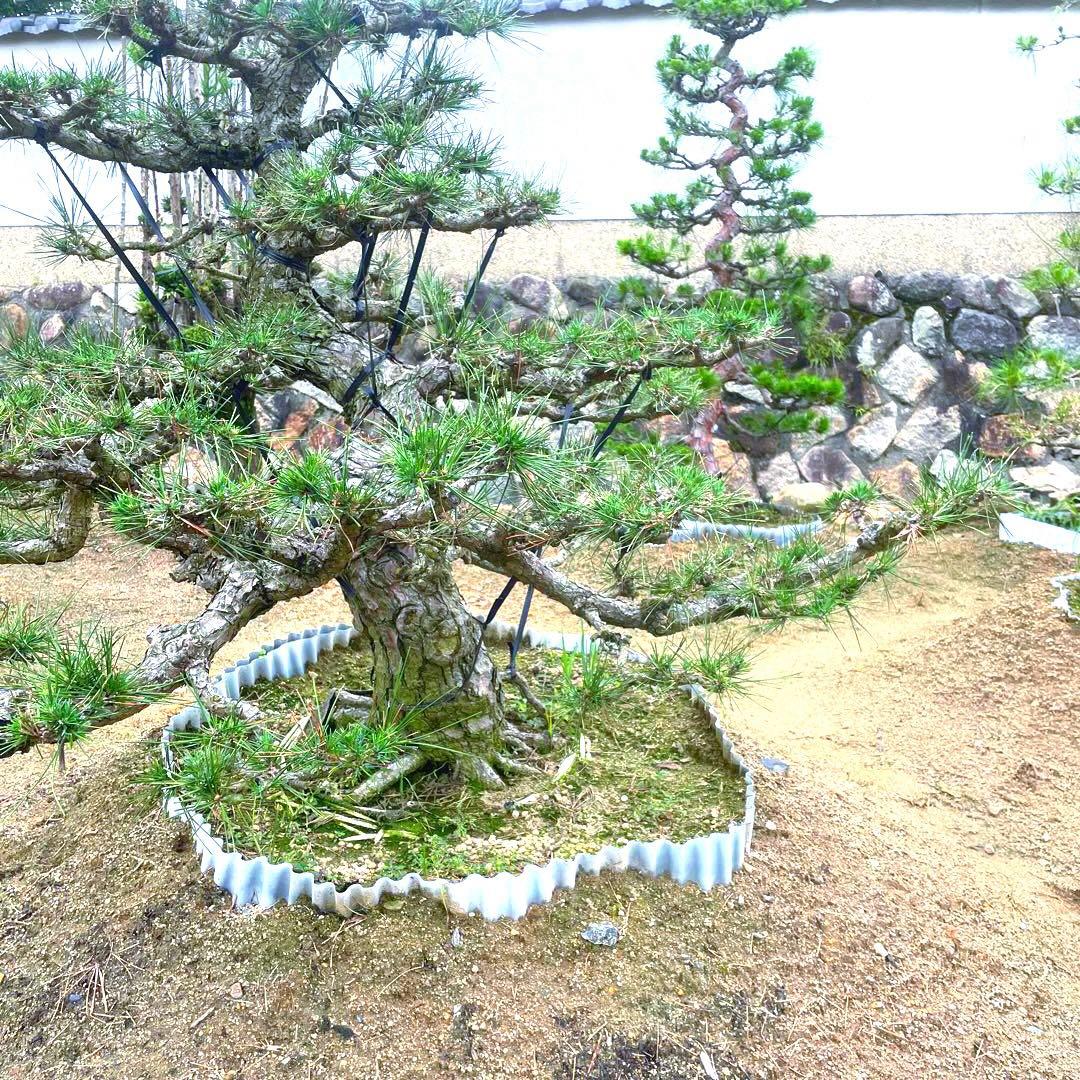 三河黒松『全長約140㎝』引き取り限定。近畿地方のみ配達&植込み可能。
