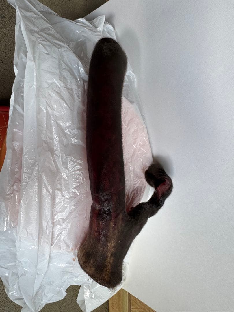 鹿茸約620g