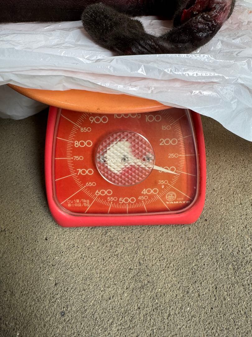 鹿茸約620g