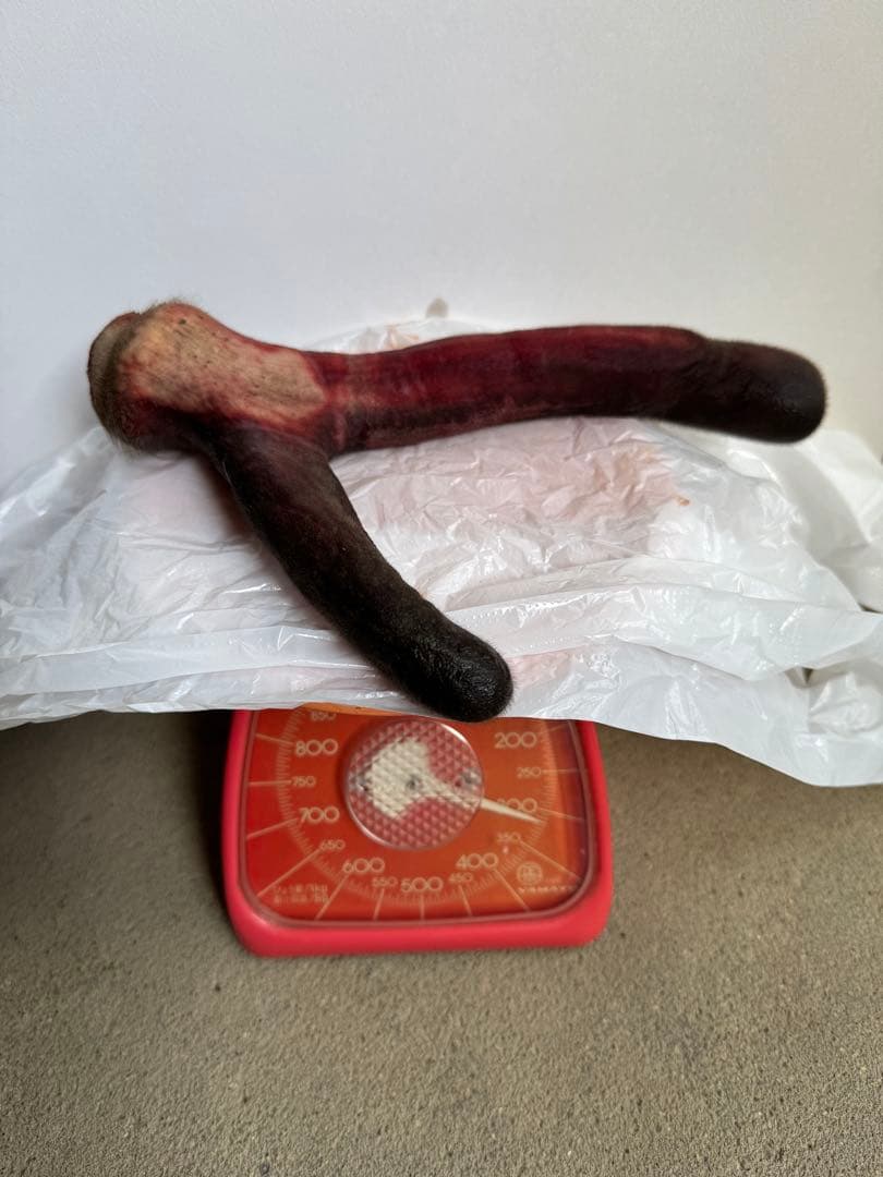 鹿茸約620g