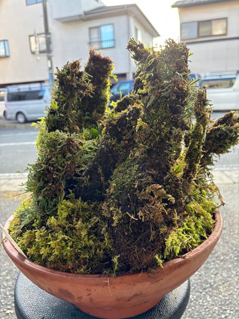 NO１６ イワヒバ(岩松） 30年物 静岡県玉川産 激安の投売り大特価